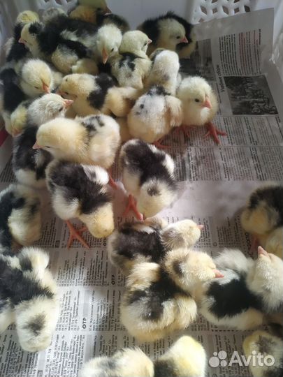 Цыплята мясояичных пород
