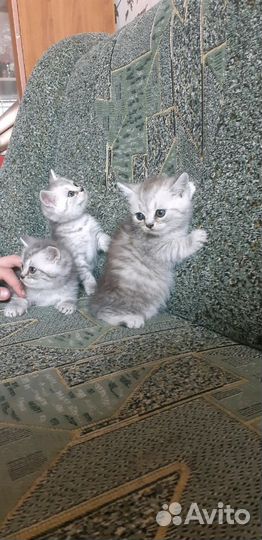 Шотландские котята