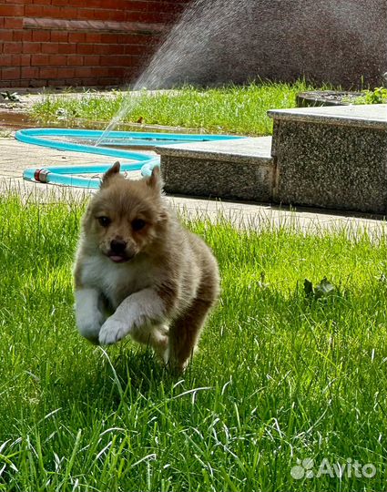 Собака в добрые руки, щенок