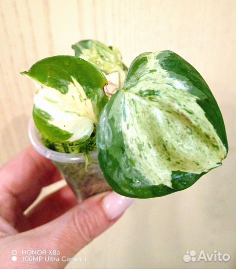 Эпипремнум Happy leaf (Marble Apple)