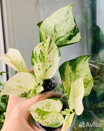 Домашние цветы