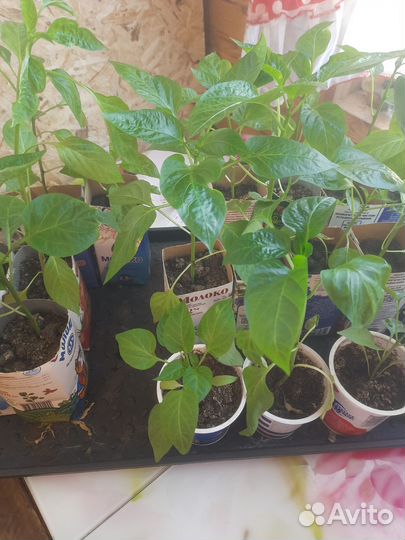 Перец болгарский рассада