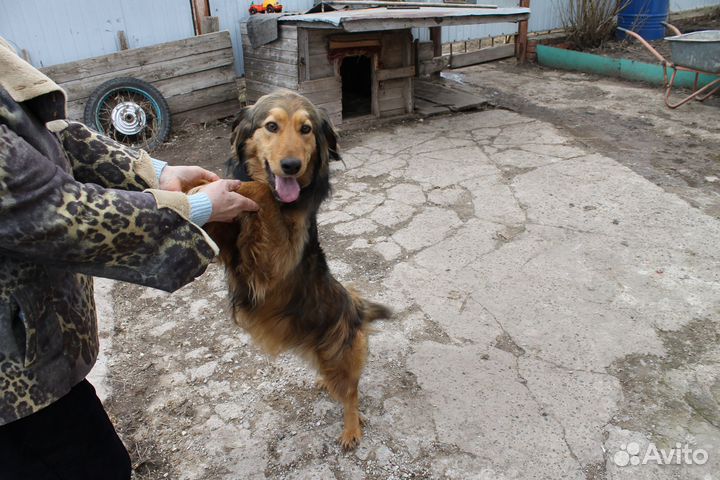 Собака в добрые руки