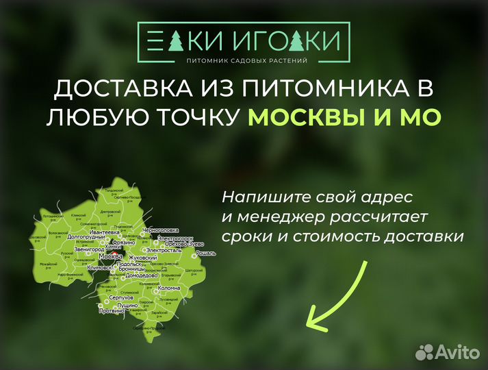 Туя Брабант 5 м Крыпномеры