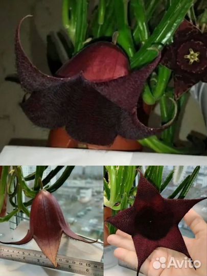 Стапелия Лиэндерзи