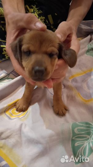 Щенки в добрые руки