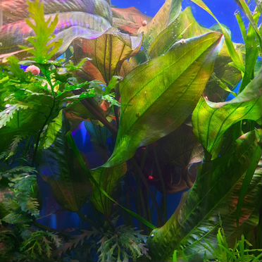 Эхинодорус "Танцующее огненное перо"