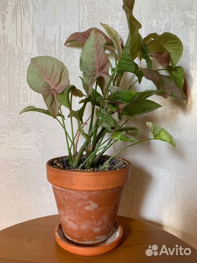 Сингониум розовый