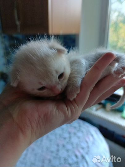 Американский керл котята