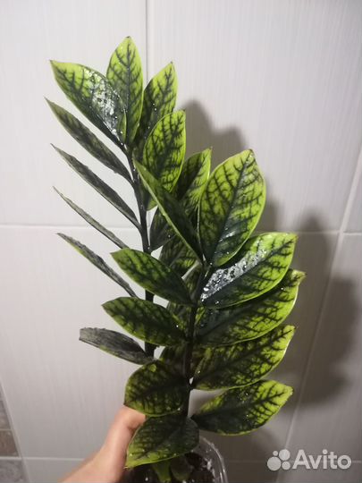 Замиокулькас Big Round leaf Black, Round leaf