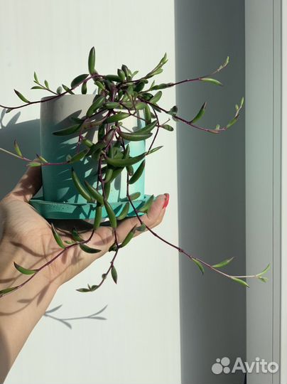 Отонна капская