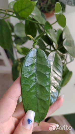 Дисхидии, хойи