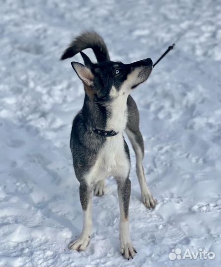 Красивая и ласковая собака ищет семью