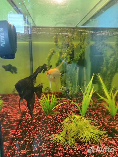 Аквариум