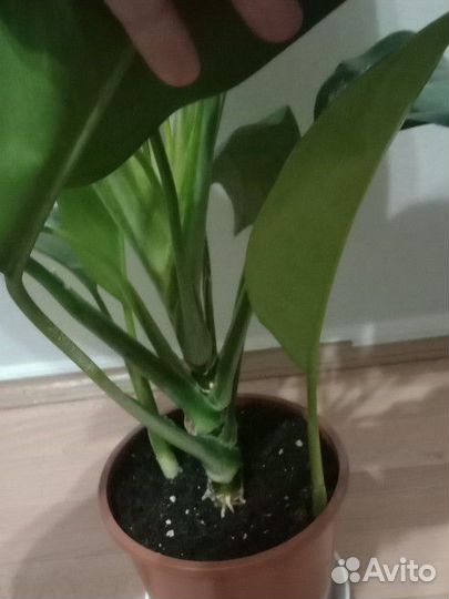 Аглаонема Сильвер Мун