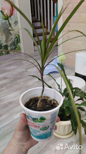 Спатифиллум женское счастье