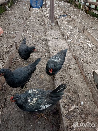 3 петушка, 12 кур