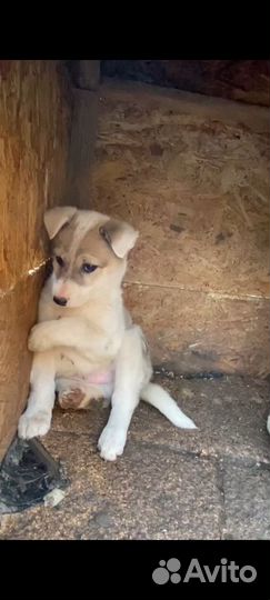 Щенки в добрые руки