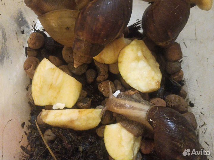 Улитки ахатины