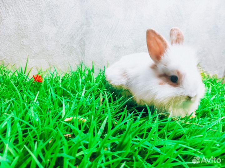 Карликовый кролик - очень редкий
