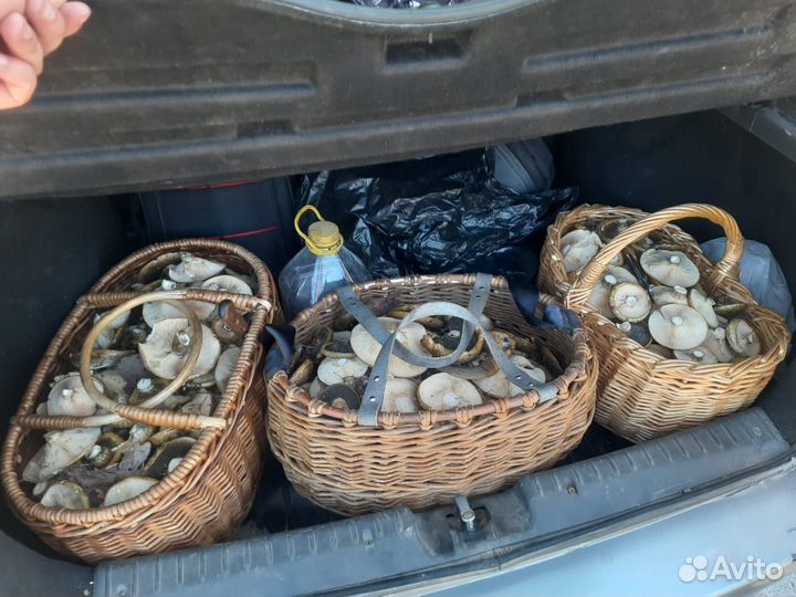 Свежие грибы и ягоды