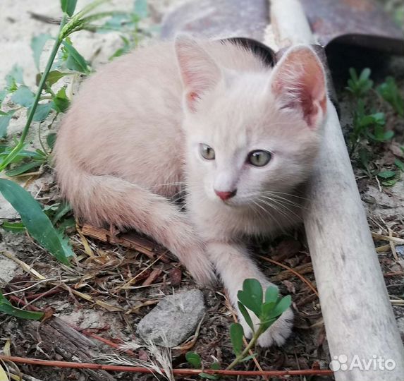 Котенок мальчик в добрые руки
