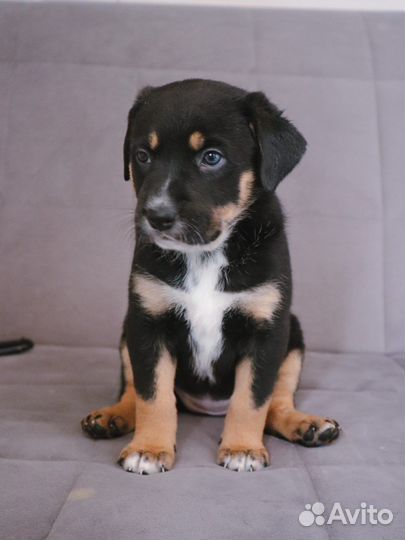 Лабрадор метис