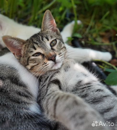 Ласковый котенок в добрые руки