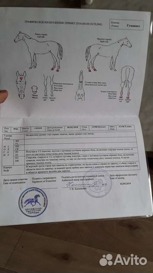 Орловский жеребец