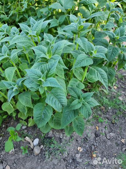 Саженец бергамота