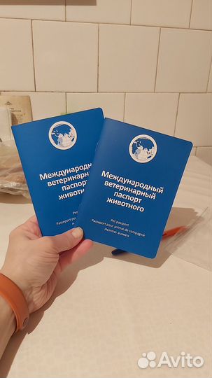 Собака в добрые руки отдам бесплатно