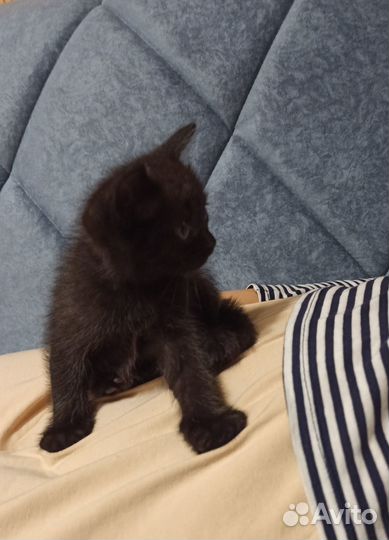 Котёнок