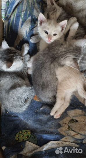Кошка
