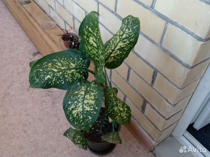 Диффенбахия