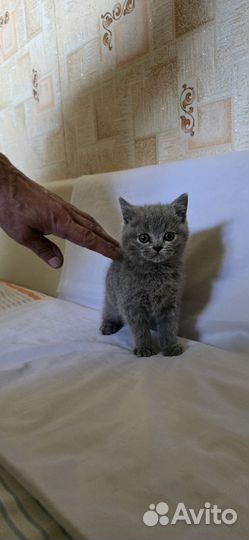 Британские котята