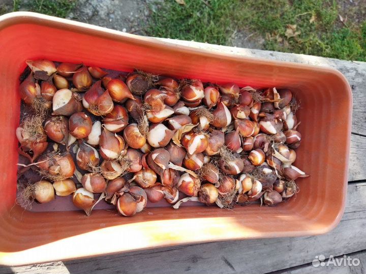 Луковицы тюльпаны мускари
