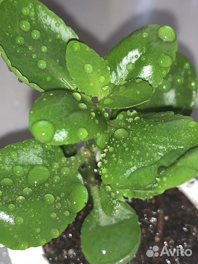 Каланхоэ малиновый