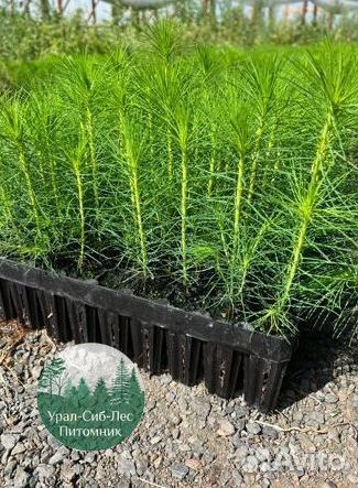 Зкс Сосна сеянцы Ели Лиственницы окс Голуб Горная