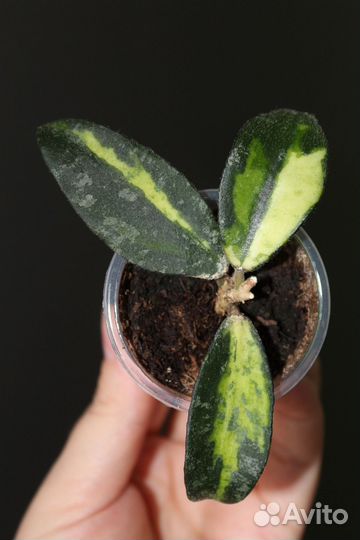 Хойя редкая