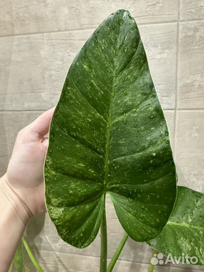 Филодендрон гигантум вариегатный