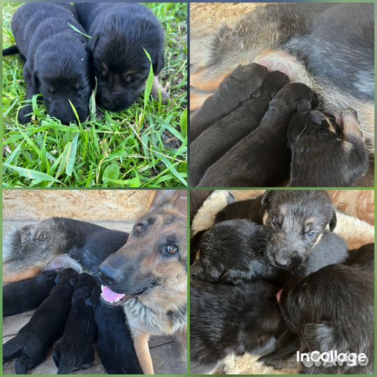Щенки немецкой овчарки