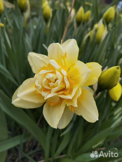 Луковицы нарциссов