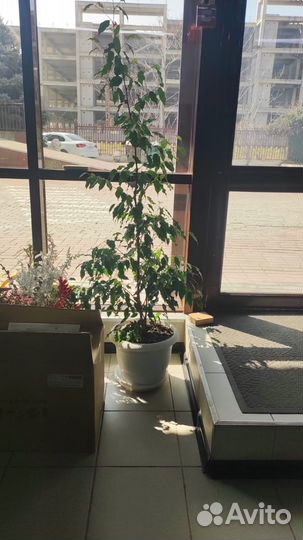 Фикус Бенджамина