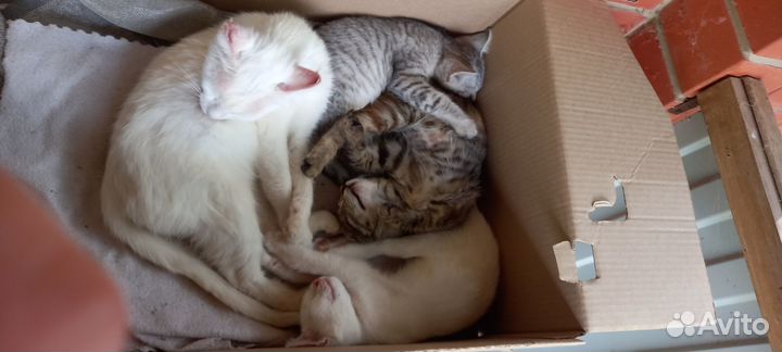 Котята в добрые руки 2 девочки 1 мальчик
