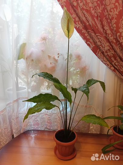 Комнатные цветы