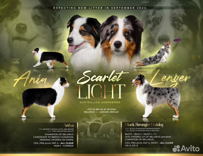 Щенки аусси