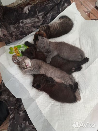 Котята в добрые руки