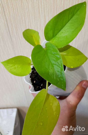 Много цветиков