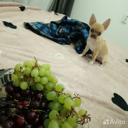 Чихуахуа