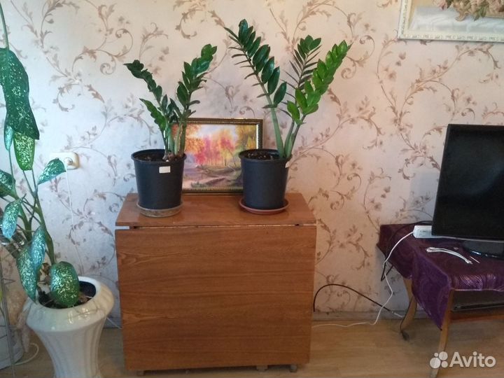 Долларовое дерево, Замиакулькас